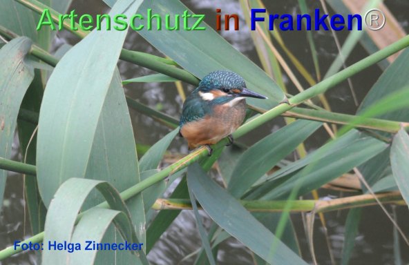 Copyright AiF Helga Zinnecker Bild zum Eintrag (74014-160)