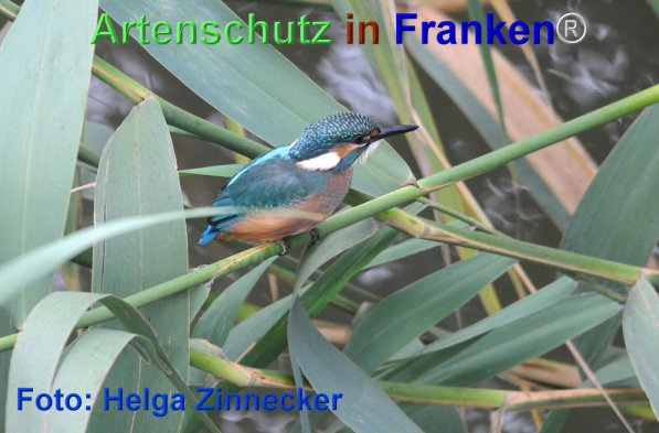 Copyright AiF Ulrich Rösch Bild zum Eintrag (74015-160)