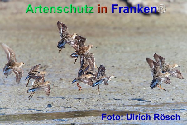 Bild zum Eintrag (74026-160)