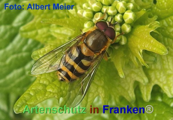 Copyright AiF - Albert Meier Bild zum Eintrag (74033-160)