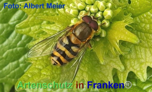 Copyright AiF - Albert Meier Bild zum Eintrag (74034-160)