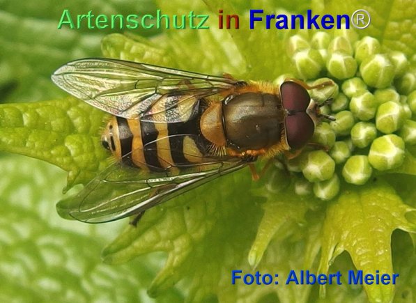 Copyright AiF - Albert Meier Bild zum Eintrag (74035-160)