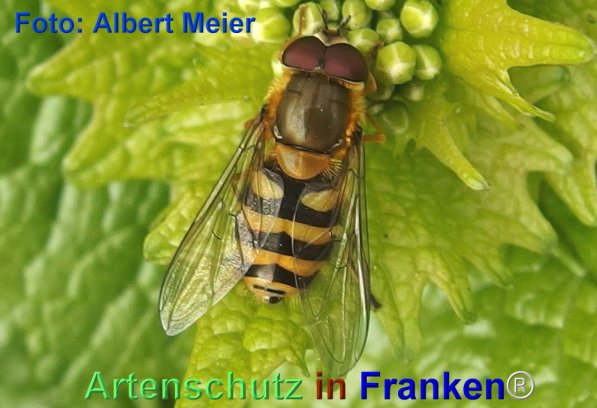 Copyright AiF - Albert Meier Bild zum Eintrag (74036-160)