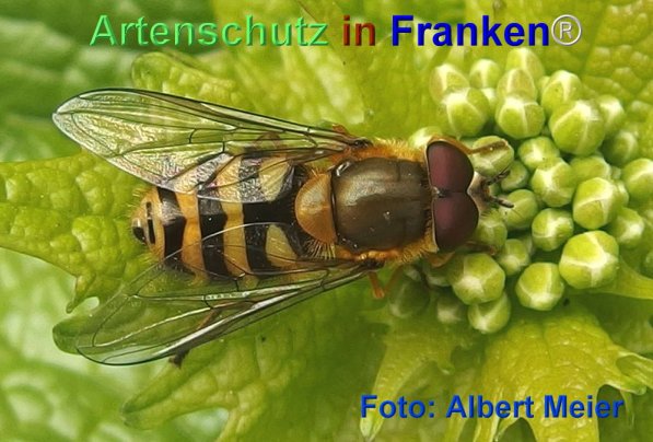 Bild zum Eintrag (74037-160)