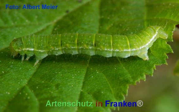 Copyright AiF - Albert Meier Bild zum Eintrag (74042-160)
