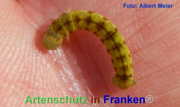 Copyright AiF - Albert Meier Bild zum Eintrag (74044-160)