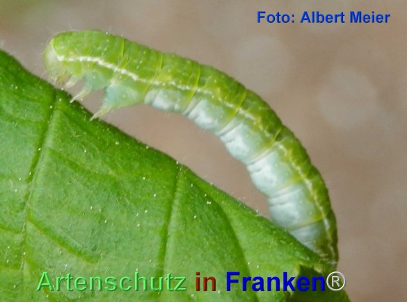 Copyright AiF - Albert Meier Bild zum Eintrag (74045-160)