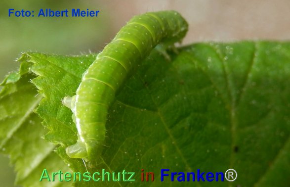Copyright AiF - Albert Meier Bild zum Eintrag (74046-160)