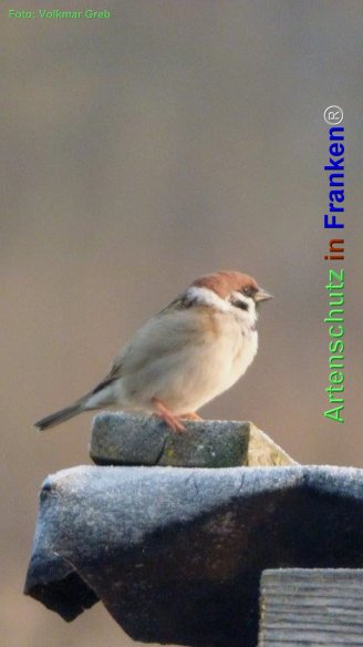 Copyright AiF Volkmar Greb Bild zum Eintrag (74054-160)
