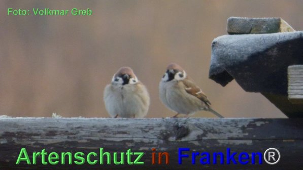 Copyright AiF Volkmar Greb Bild zum Eintrag (74056-160)