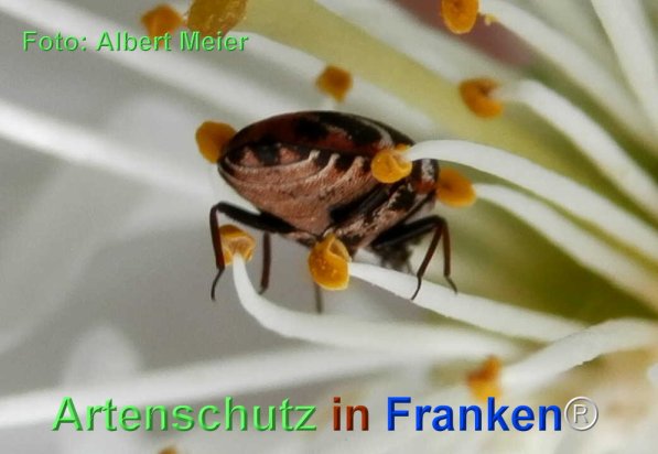 Copyright AiF - Albert Meier Bild zum Eintrag (74060-160)
