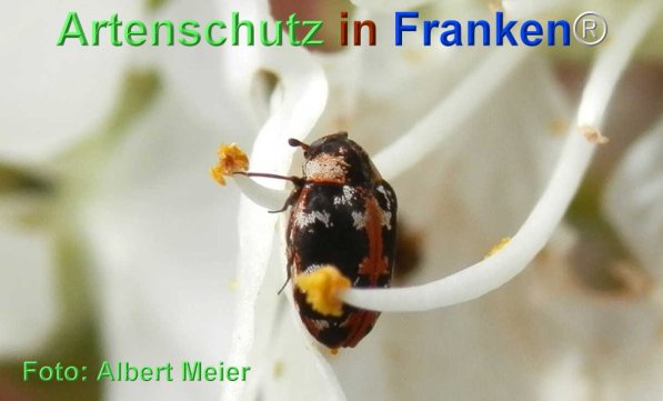 Copyright AiF - Albert Meier Bild zum Eintrag (74061-160)