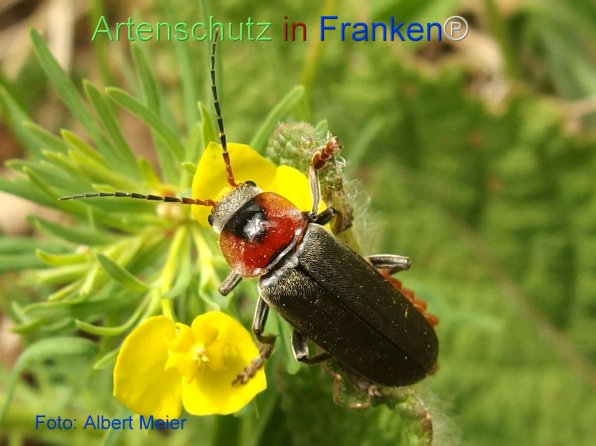 Copyright AiF - Albert Meier Bild zum Eintrag (74131-160)
