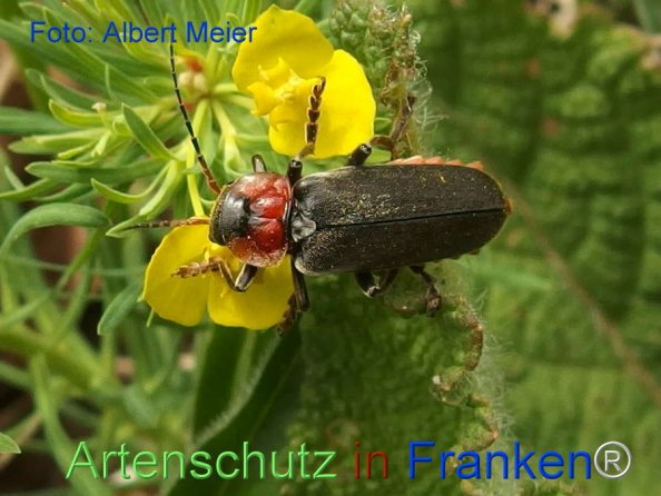 Copyright AiF - Albert Meier Bild zum Eintrag (74132-160)