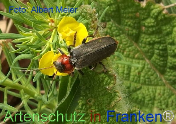 Copyright AiF - Albert Meier Bild zum Eintrag (74134-160)
