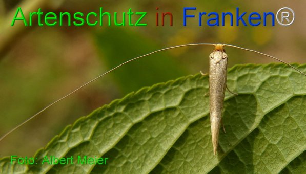 Copyright AiF - Albert Meier Bild zum Eintrag (74223-160)