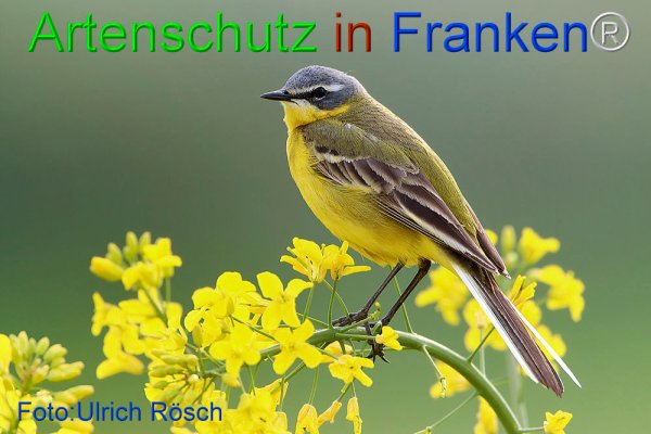 Copyright AiF Ulrich Rösch Bild zum Eintrag (74239-160)
