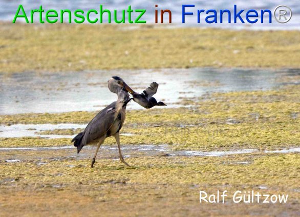 Copyright AiF Ralf Gültzow Bild zum Eintrag (74261-160)