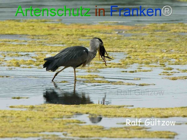 Copyright AiF Ralf Gültzow Bild zum Eintrag (74262-160)