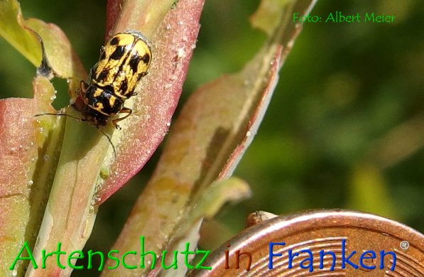 Copyright AiF - Albert Meier Bild zum Eintrag (74286-160)