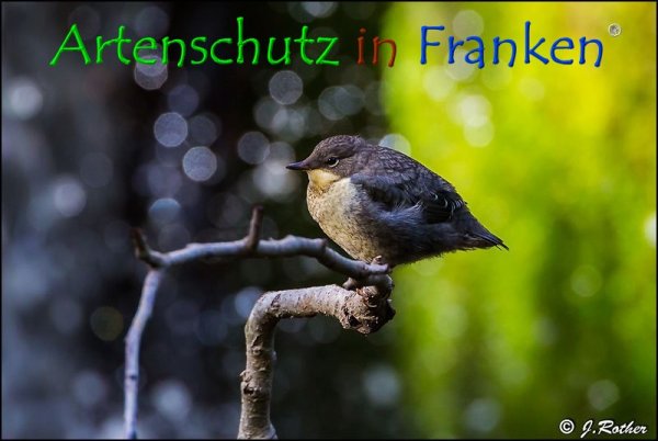 Copyright AiF Johannes Rother Bild zum Eintrag (74347-160)