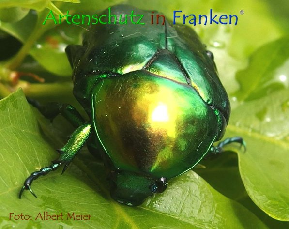 Copyright AiF - Albert Meier Bild zum Eintrag (74356-160)
