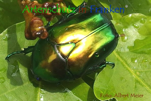 Copyright AiF - Albert Meier Bild zum Eintrag (74358-160)