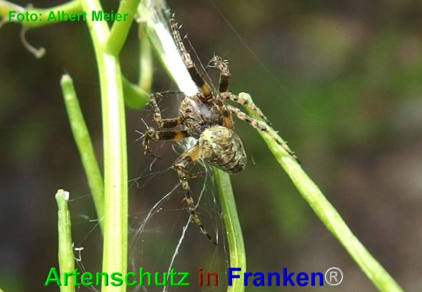 Copyright AiF - Albert Meier Bild zum Eintrag (74402-160)