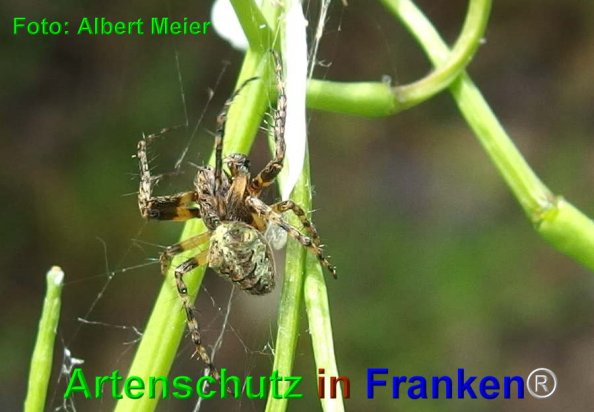 Copyright AiF - Albert Meier Bild zum Eintrag (74403-160)