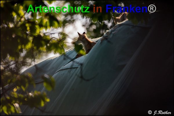 Copyright AiF Johannes Rother Bild zum Eintrag (74423-160)