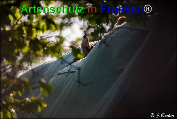Copyright AiF Johannes Rother Bild zum Eintrag (74425-160)