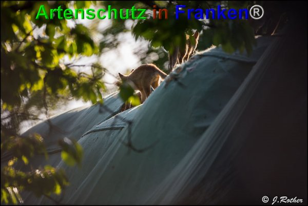 Copyright AiF Johannes Rother Bild zum Eintrag (74427-160)