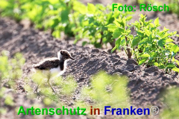 Copyright AiF Ulrich Rösch Bild zum Eintrag (74430-160)