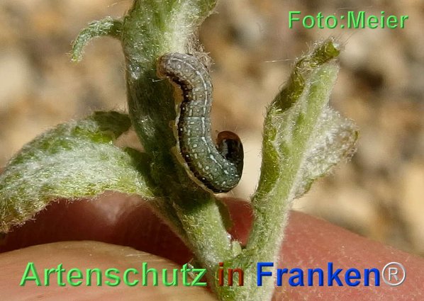 Copyright AiF - Albert Meier Bild zum Eintrag (74446-160)