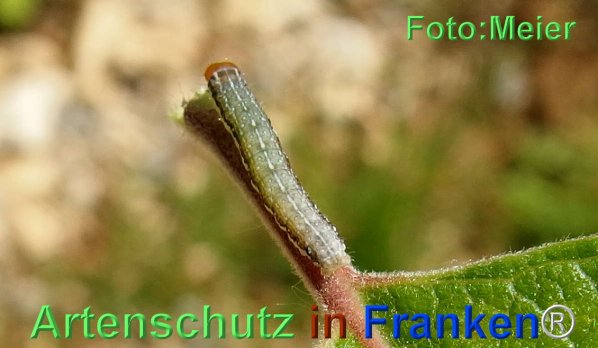 Copyright AiF - Albert Meier Bild zum Eintrag (74447-160)