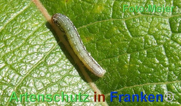 Copyright AiF - Albert Meier Bild zum Eintrag (74448-160)