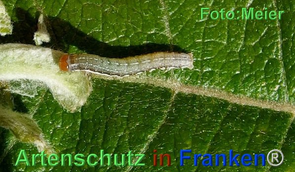 Copyright AiF - Albert Meier Bild zum Eintrag (74450-160)