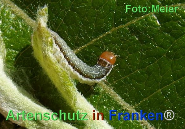 Copyright AiF - Albert Meier Bild zum Eintrag (74451-160)
