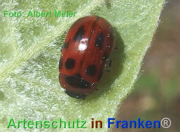 Copyright AiF - Albert Meier Bild zum Eintrag (74458-160)