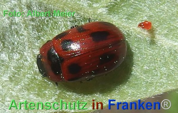 Copyright AiF - Albert Meier Bild zum Eintrag (74459-160)