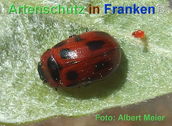 Copyright AiF - Albert Meier Bild zum Eintrag (74460-160)