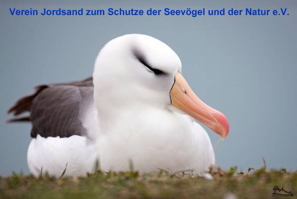 Copyright AiF Verein Jordsand Bild zum Eintrag (74468-160)