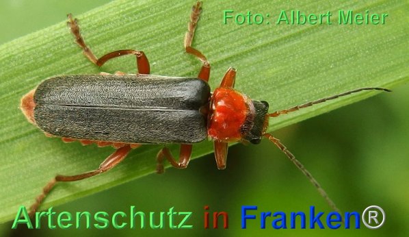 Copyright AiF - Albert Meier Bild zum Eintrag (74476-160)