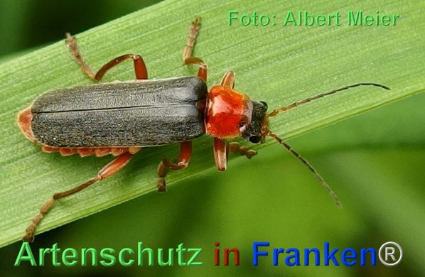 Copyright AiF - Albert Meier Bild zum Eintrag (74477-160)