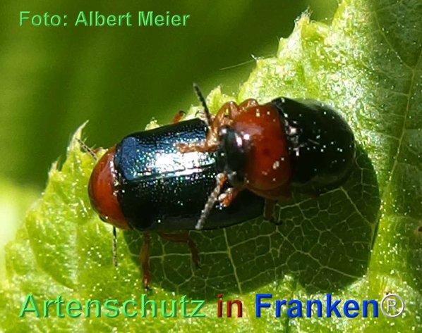 Copyright AiF - Albert Meier Bild zum Eintrag (74480-160)