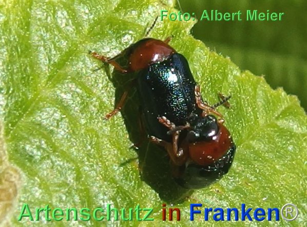 Copyright AiF - Albert Meier Bild zum Eintrag (74481-160)