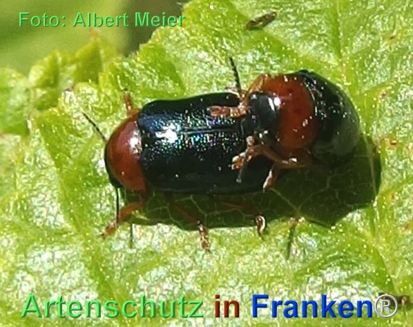 Copyright AiF - Albert Meier Bild zum Eintrag (74482-160)