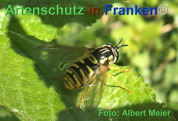 Copyright AiF - Albert Meier Bild zum Eintrag (74485-160)