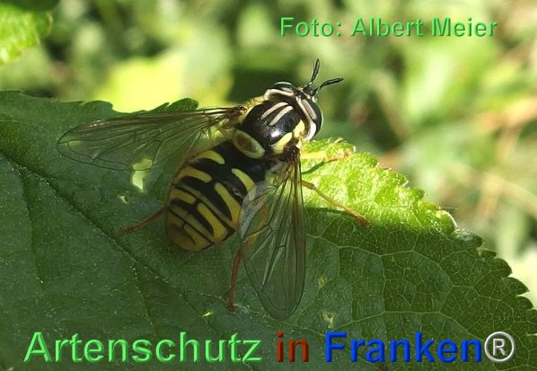 Copyright AiF - Albert Meier Bild zum Eintrag (74486-160)