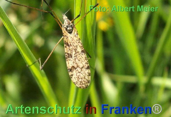 Copyright AiF - Albert Meier Bild zum Eintrag (74491-160)
